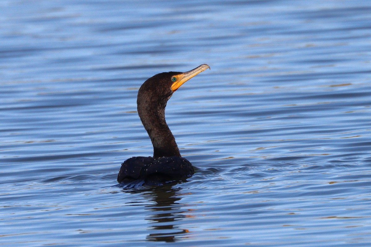 Double-crested Cormorant - ML647331485