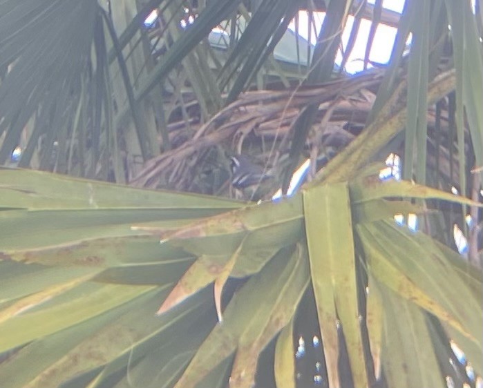 Yellow-throated Warbler - ML647331486