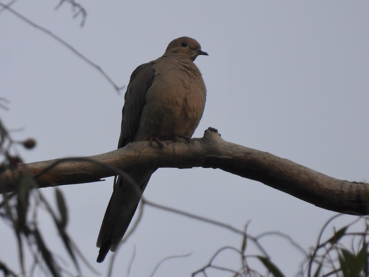 Mourning Dove - ML647331487