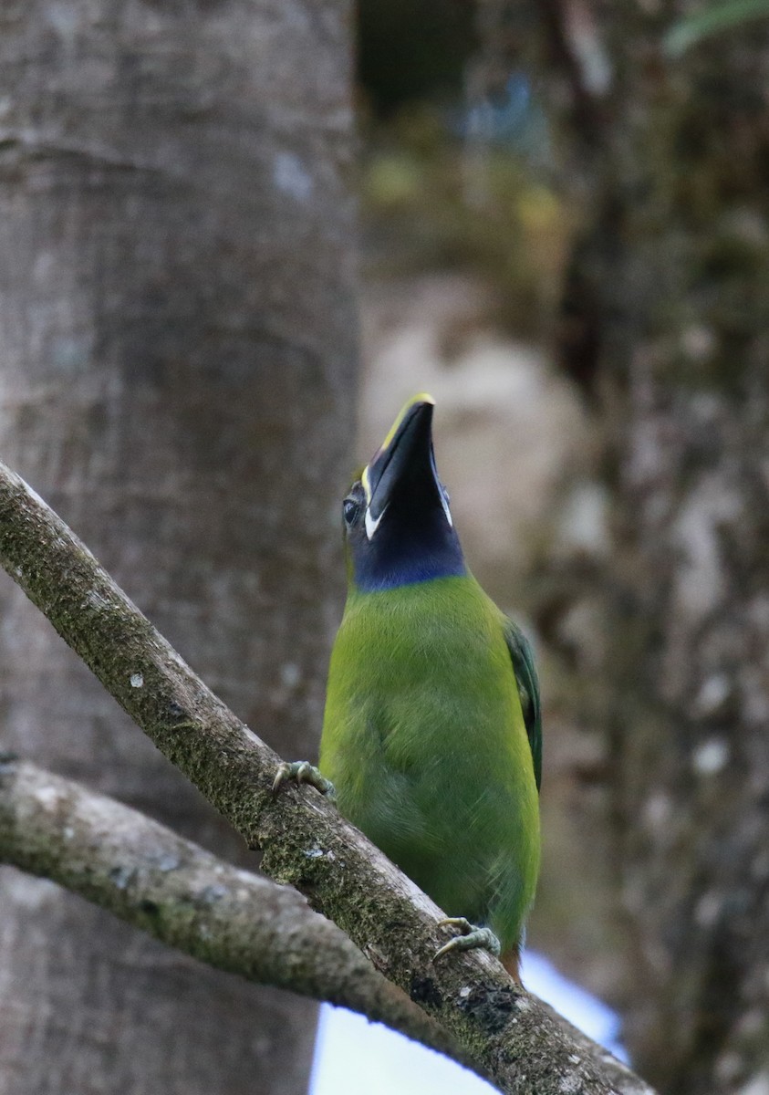 Northern Emerald-Toucanet - ML647331488