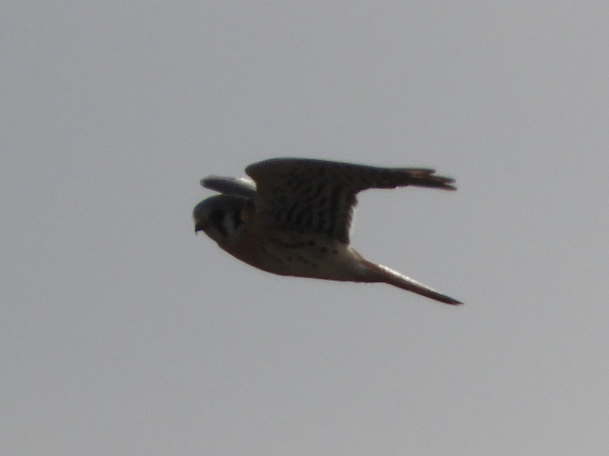 American Kestrel - ML647331489