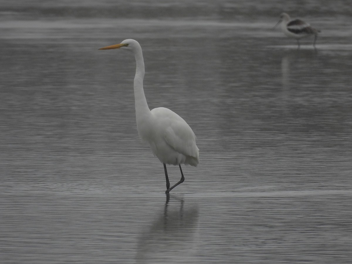 Great Egret - ML647331490