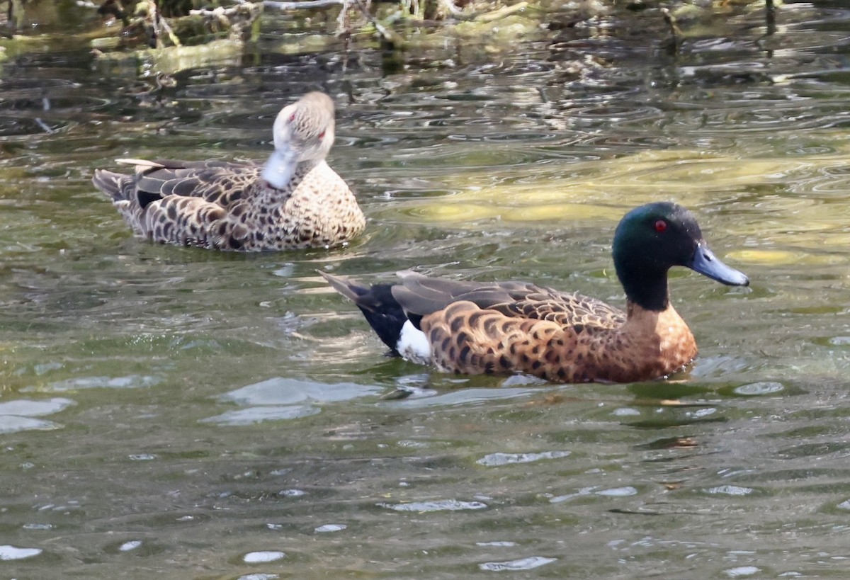 Chestnut Teal - ML647331491