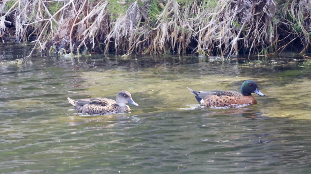 Chestnut Teal - ML647331492