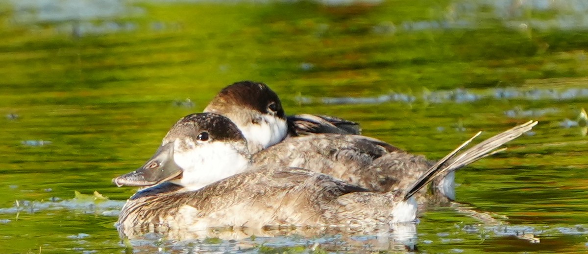 Gobbo della Giamaica - ML647331494