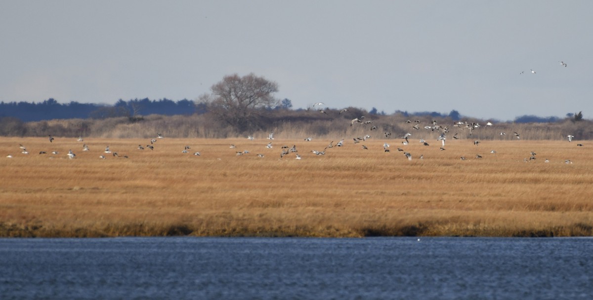 American Herring Gull - ML647331496