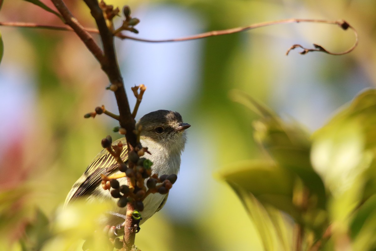 Mistletoe Tyrannulet - ML647331497