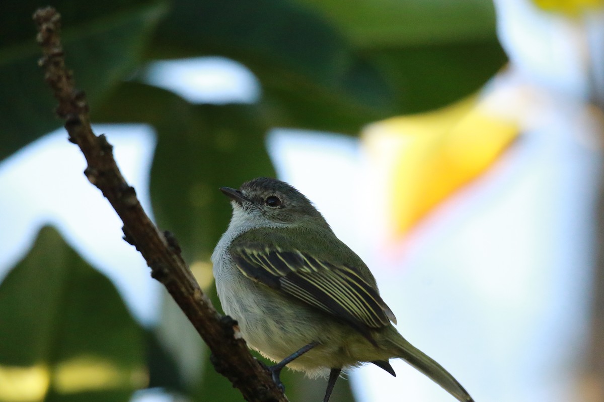 Mistletoe Tyrannulet - ML647331498