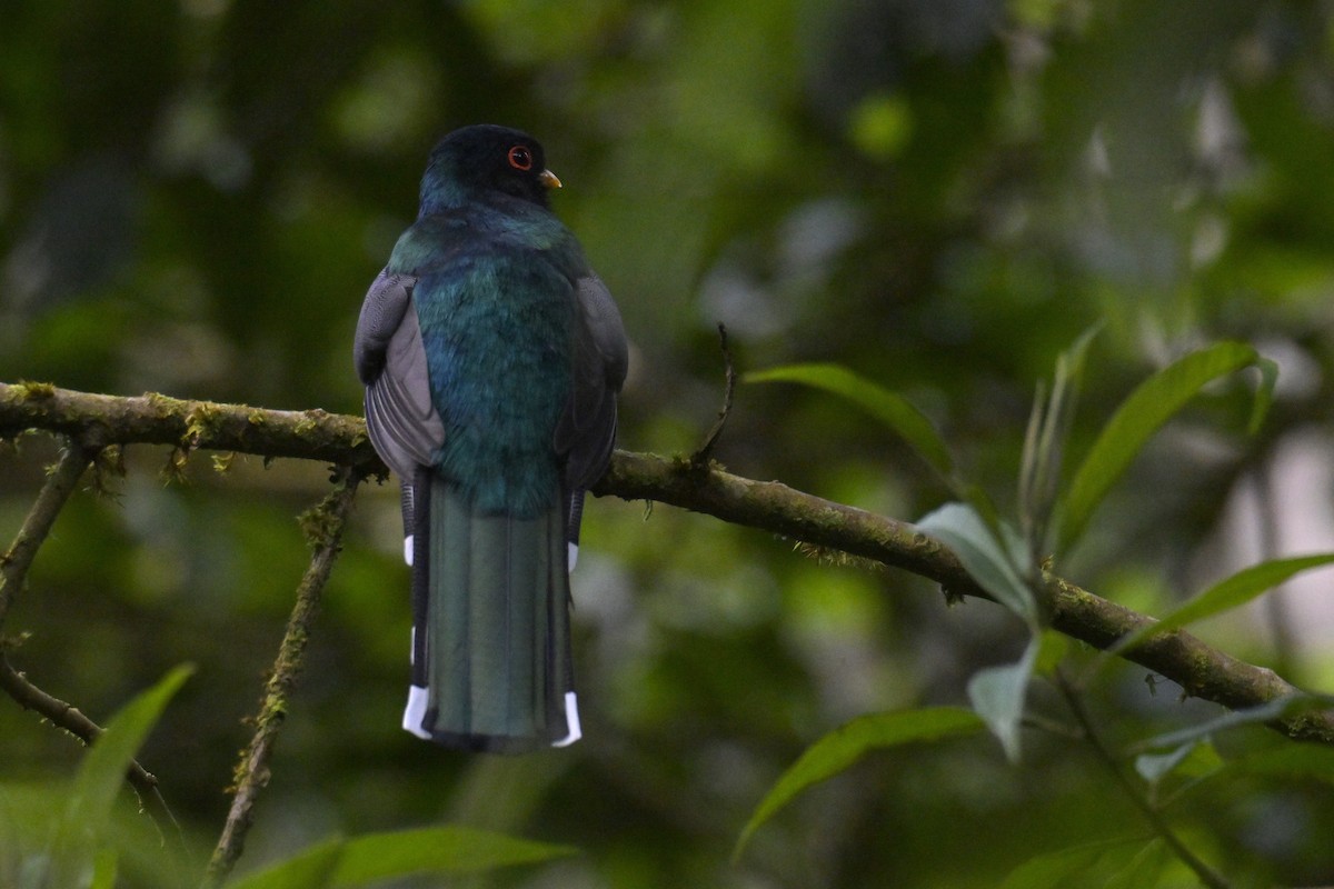 Masked Trogon - ML647331506