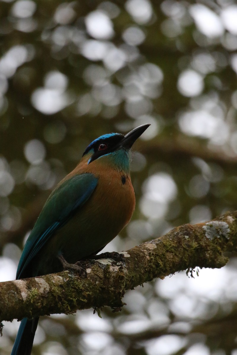 Lesson's Motmot - ML647331507