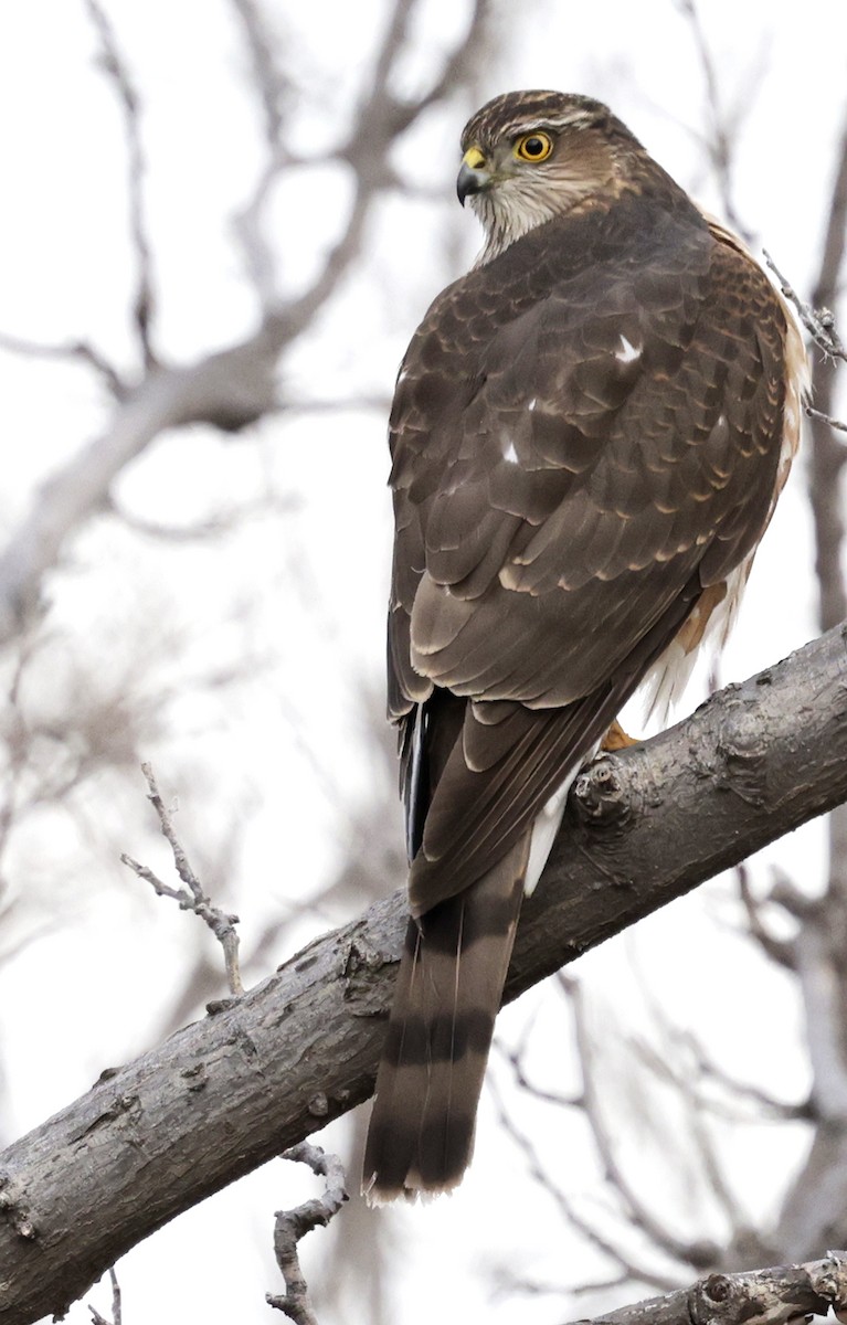 Sharp-shinned Hawk - ML647331508