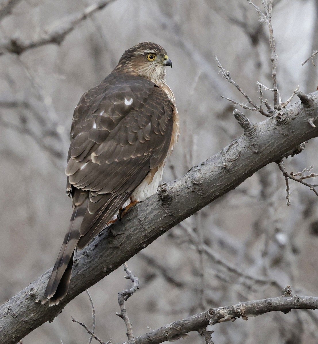 Sharp-shinned Hawk - ML647331509