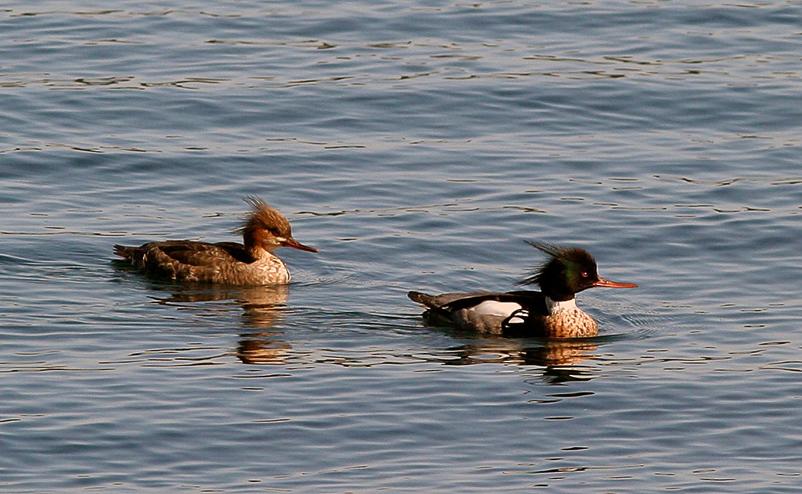 Red-breasted Merganser - ML64733151