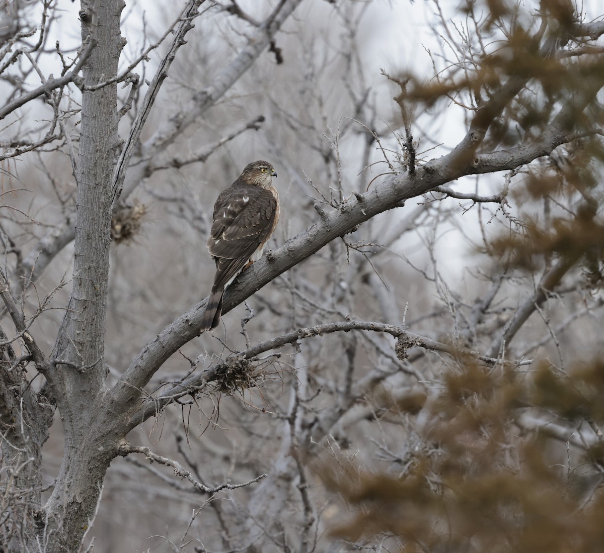 Sharp-shinned Hawk - ML647331510
