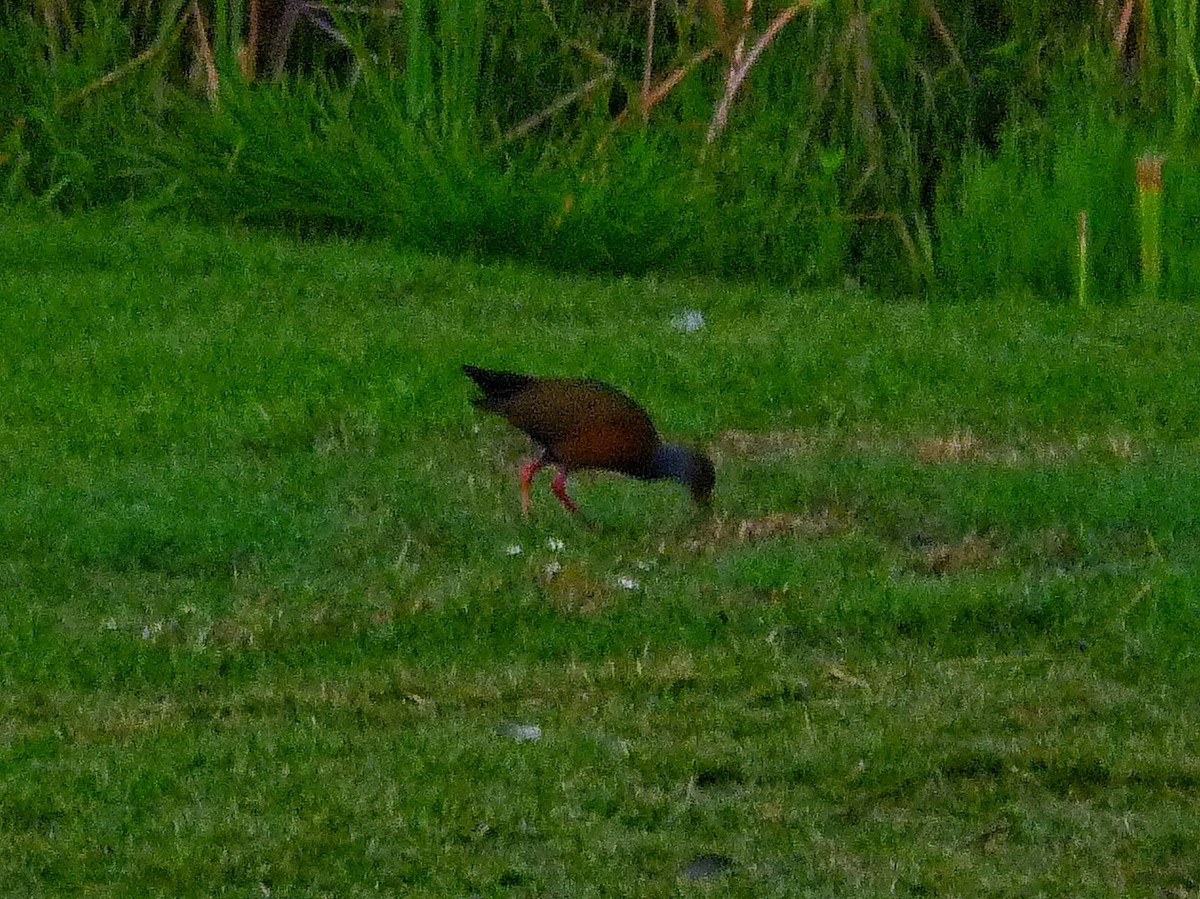 Gray-cowled Wood-Rail - ML647331513