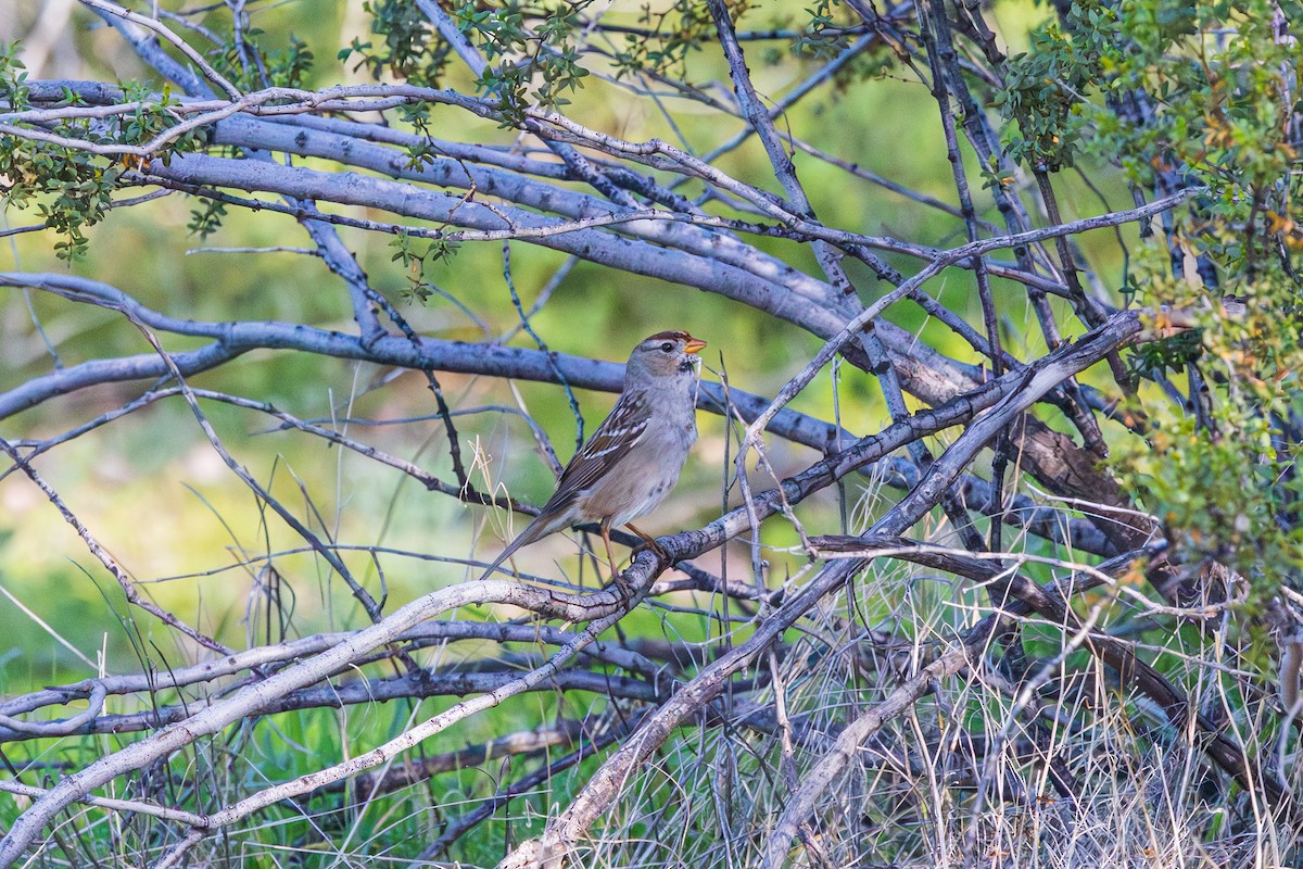 White-crowned Sparrow - ML647331514