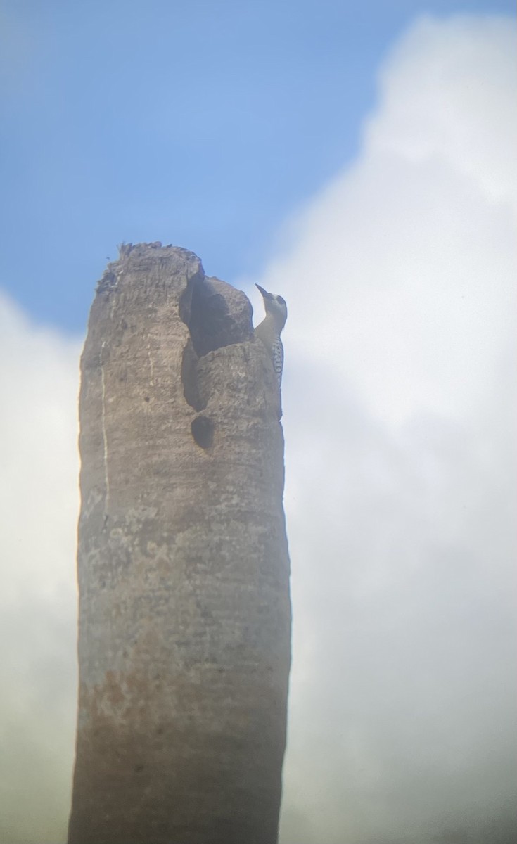 West Indian Woodpecker - ML647331521