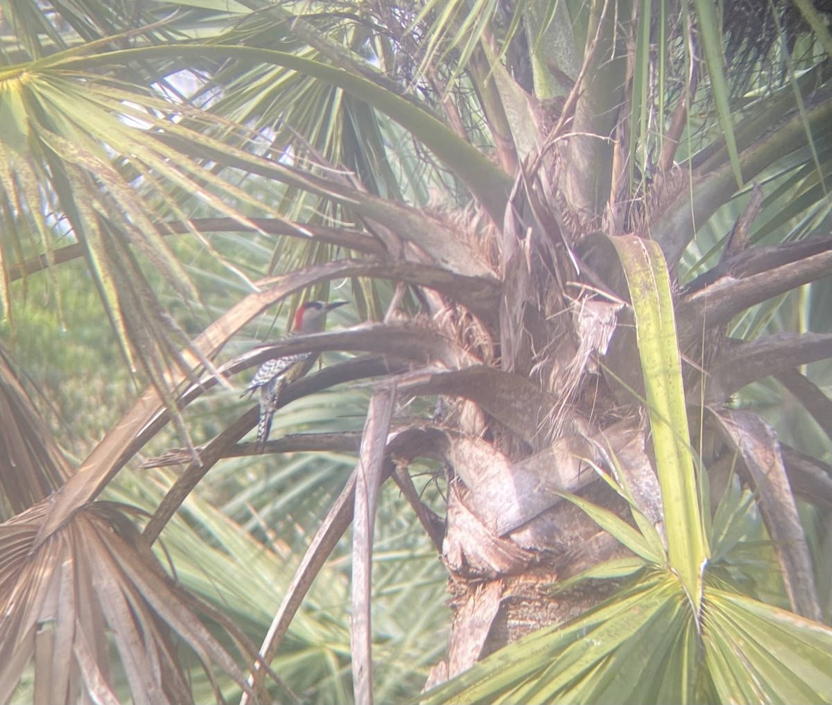 West Indian Woodpecker - ML647331522