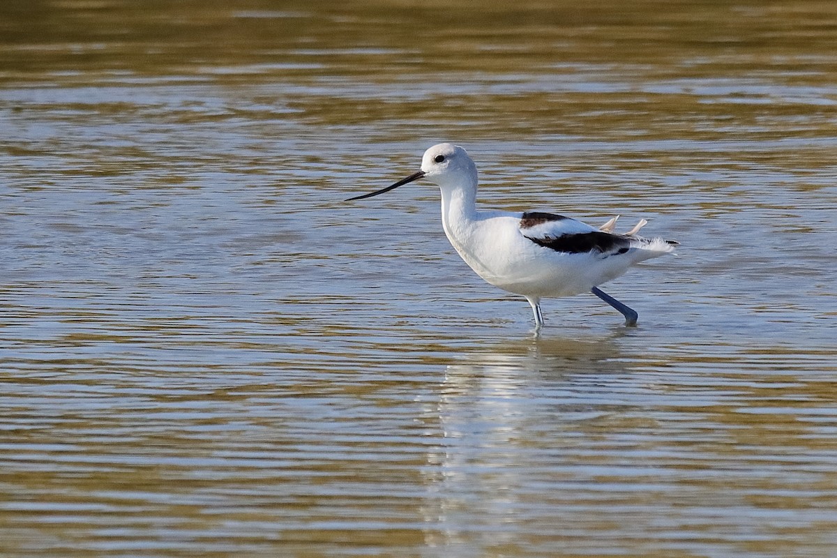 American Avocet - ML647331533