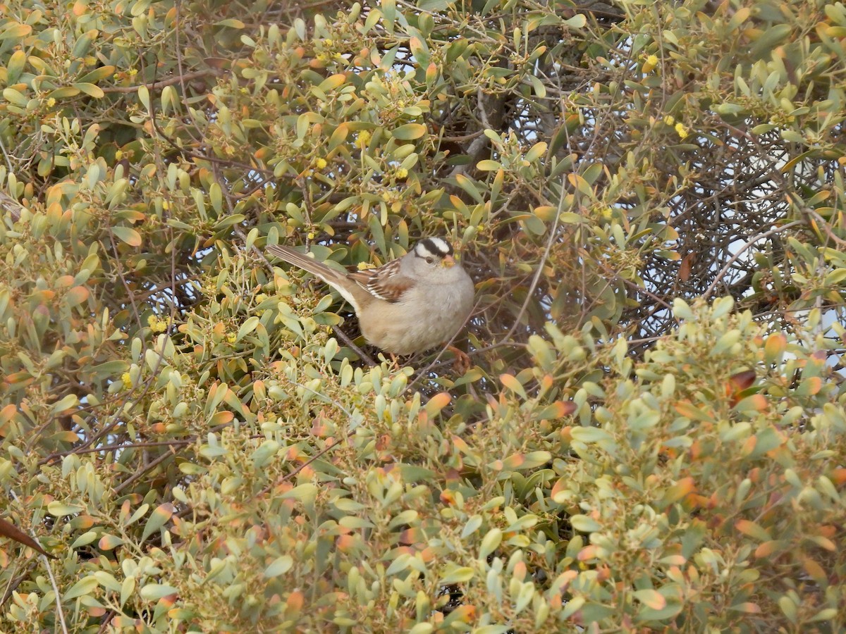 Porsuk Serçesi - ML647331536