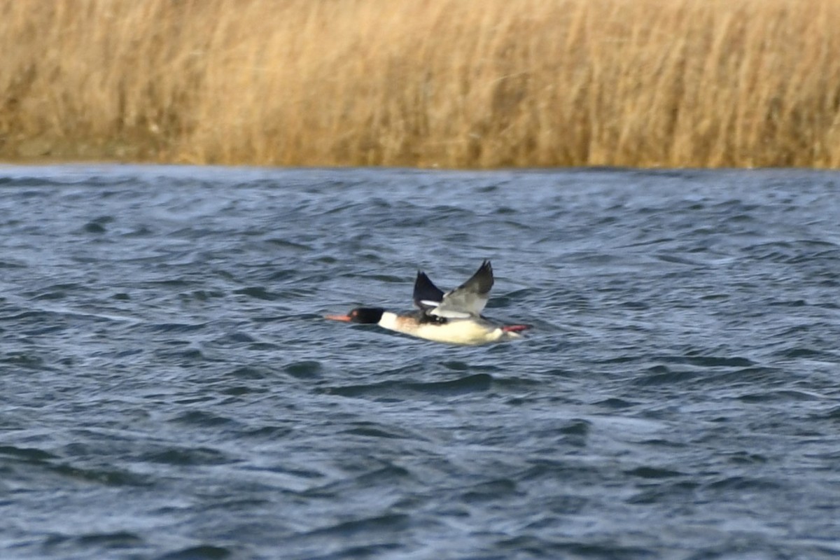 Tarakdiş - ML647331537