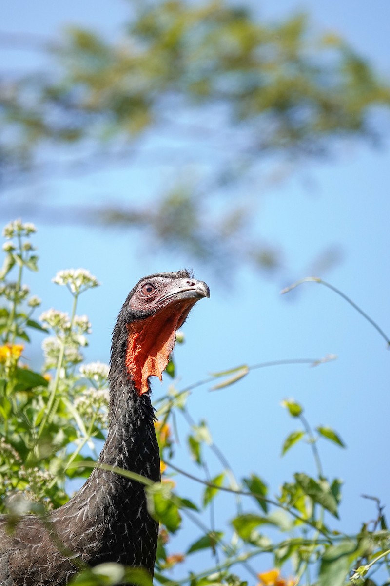 White-winged Guan - ML647331538