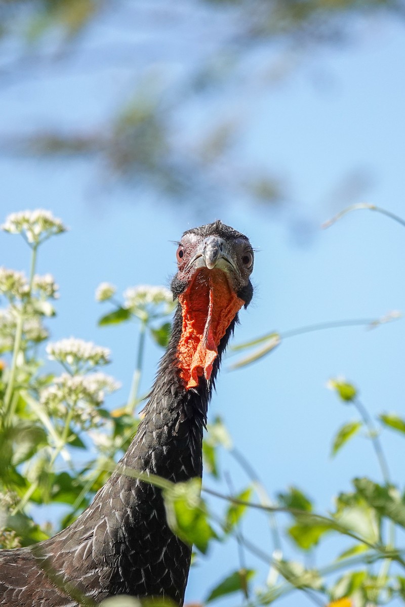 White-winged Guan - ML647331539