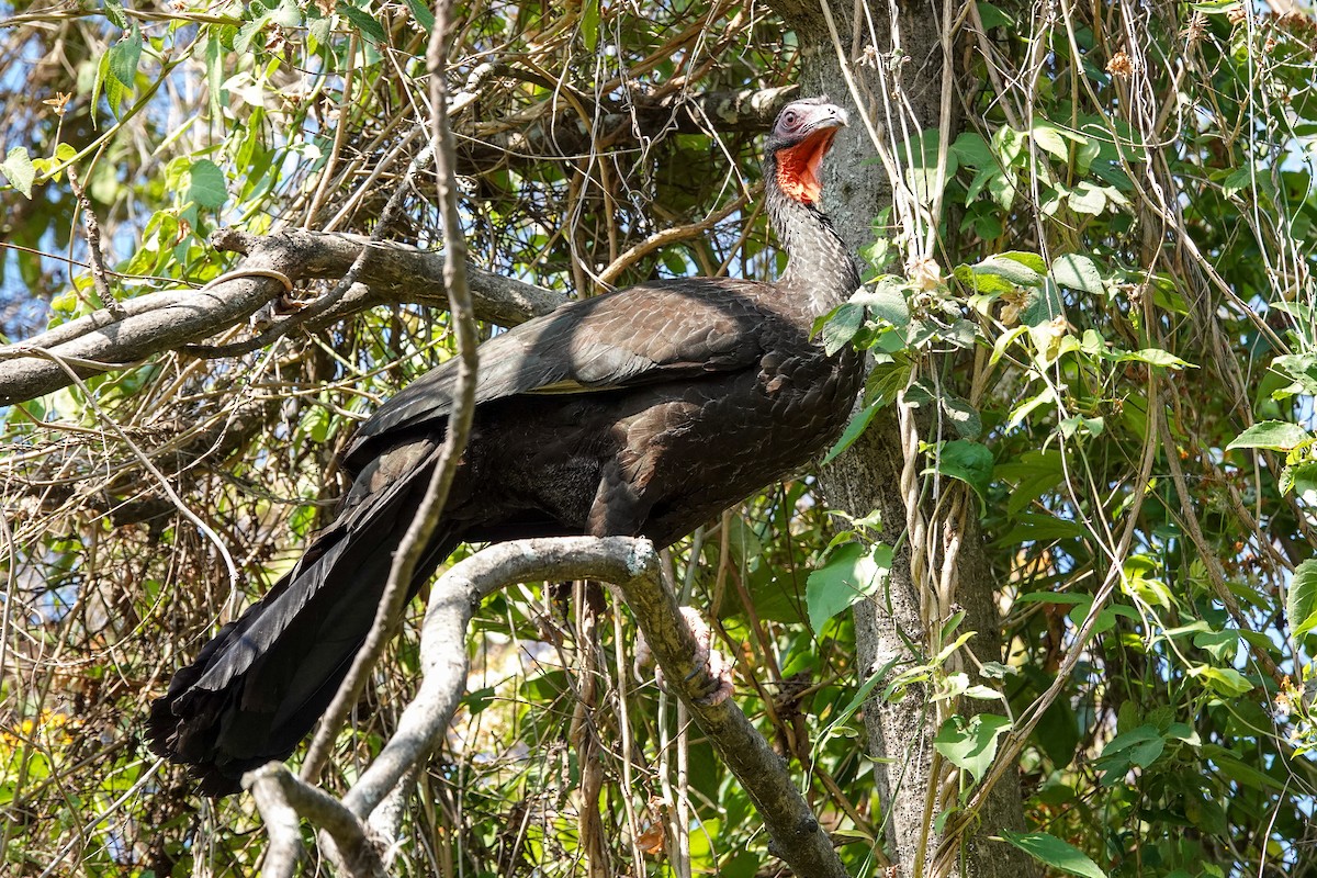 White-winged Guan - ML647331540