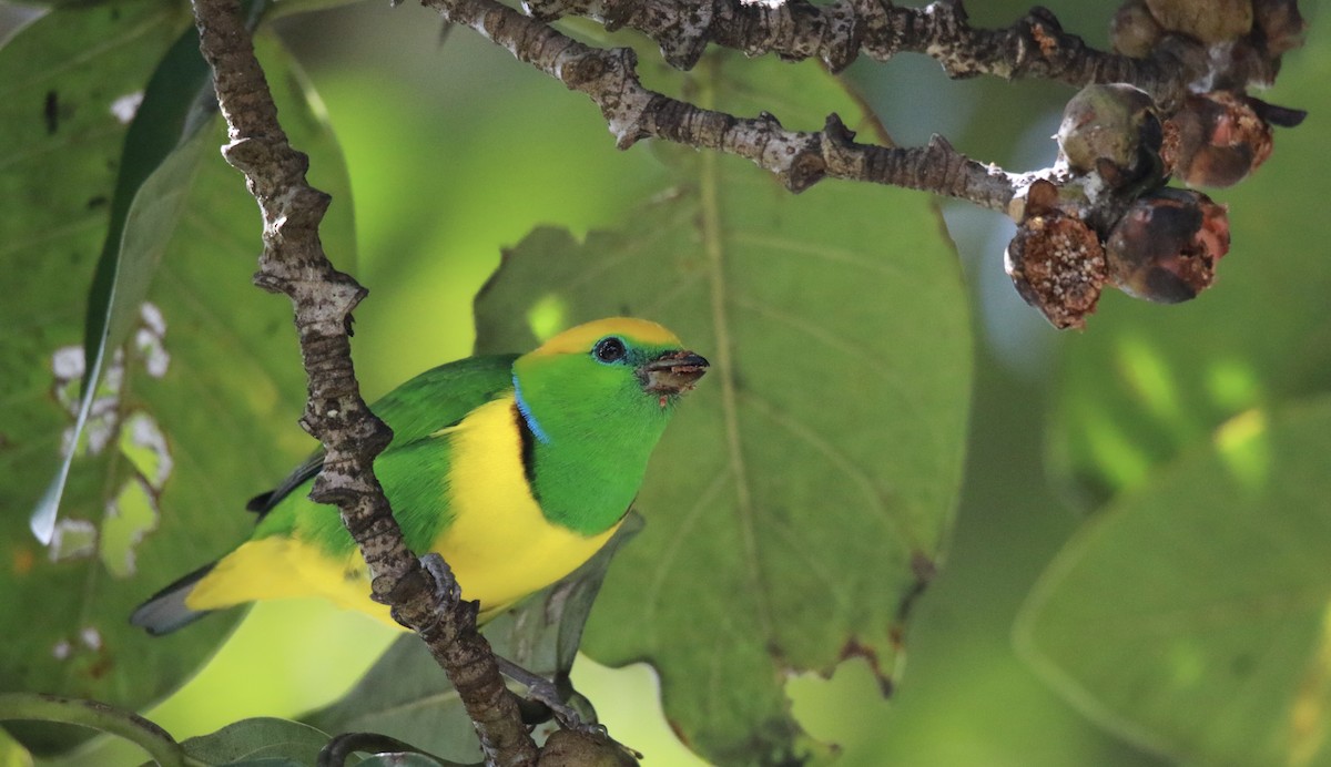 Golden-browed Chlorophonia - ML647331541