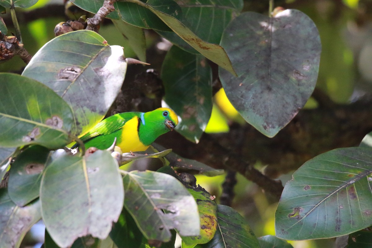 Golden-browed Chlorophonia - ML647331542