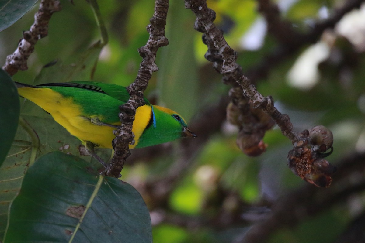 Golden-browed Chlorophonia - ML647331543