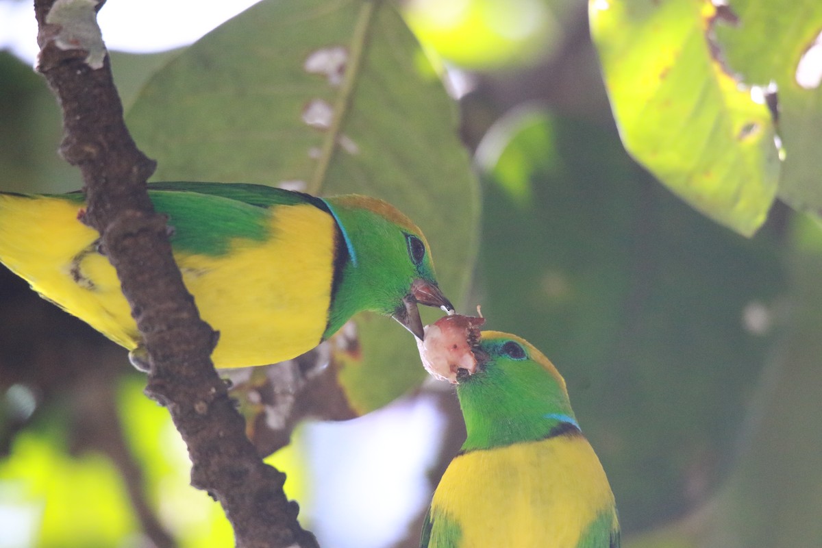 Golden-browed Chlorophonia - ML647331544