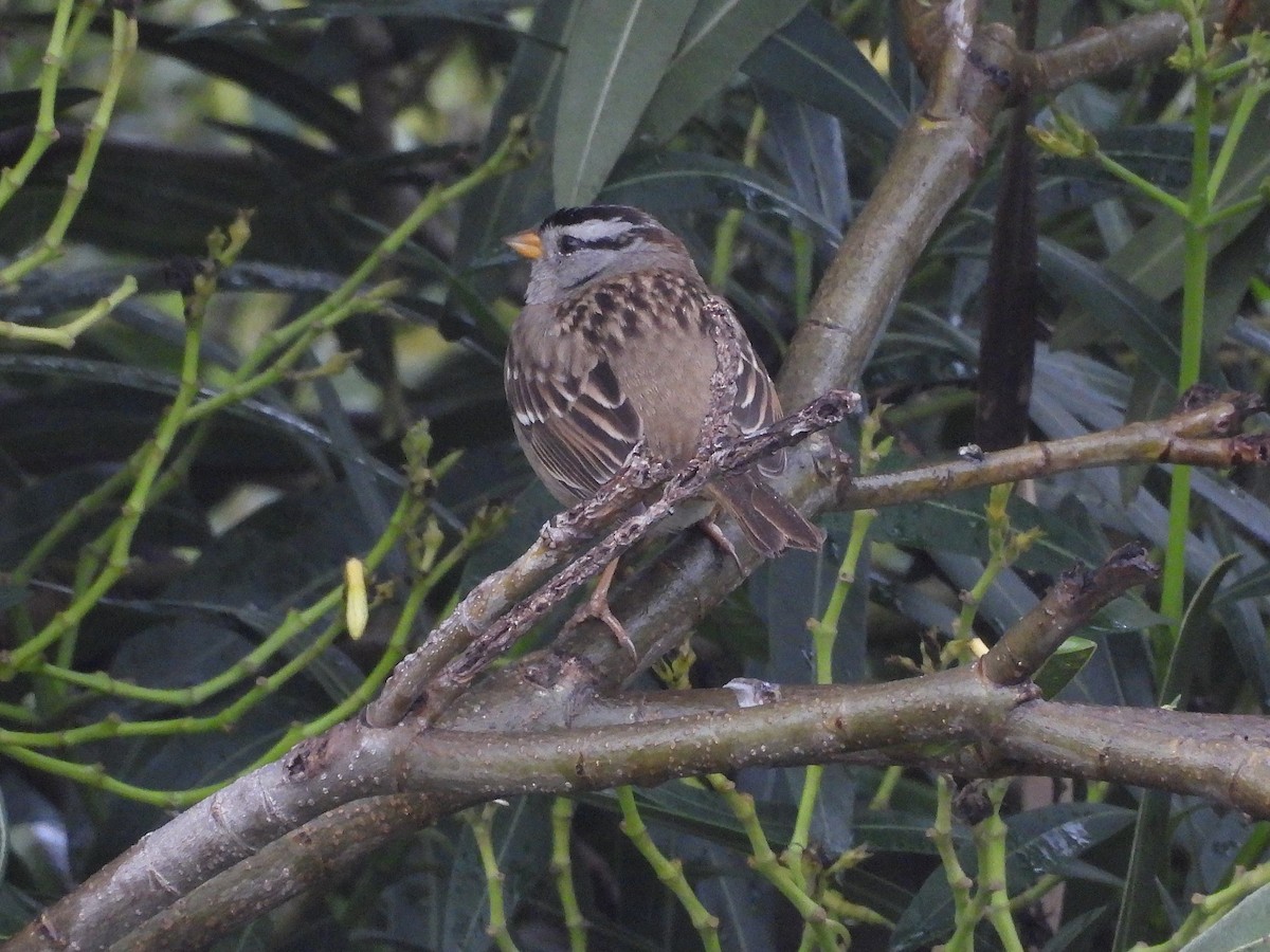 Porsuk Serçesi - ML647331547