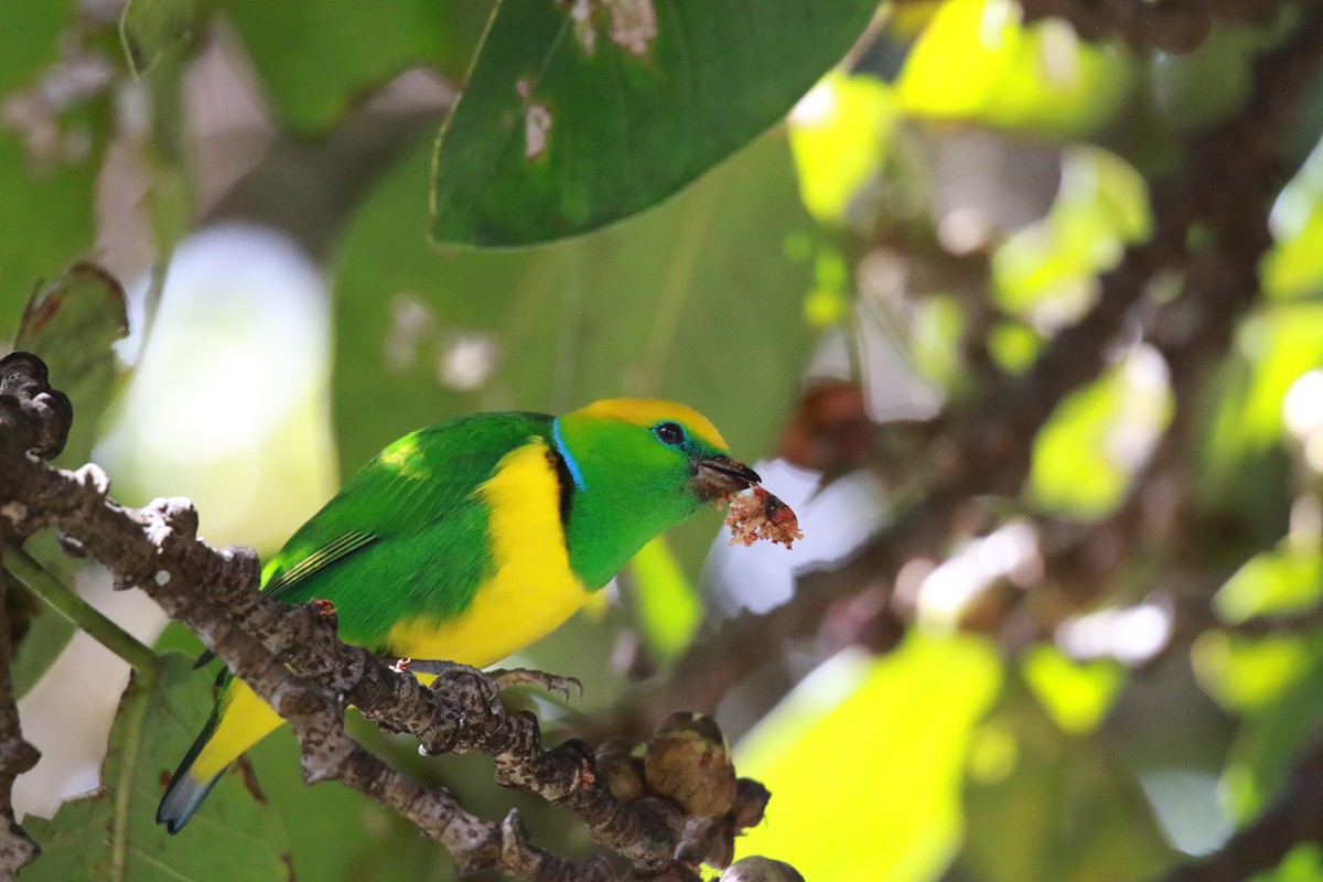 Golden-browed Chlorophonia - ML647331549