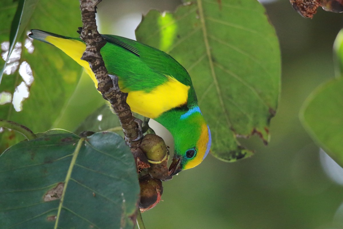 Golden-browed Chlorophonia - ML647331550