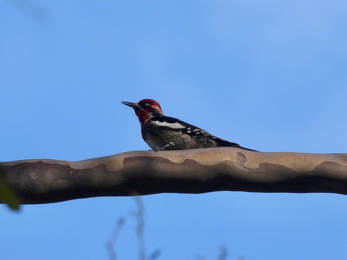 Red-naped Sapsucker - ML647331552