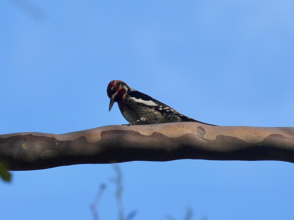 Red-naped Sapsucker - ML647331562