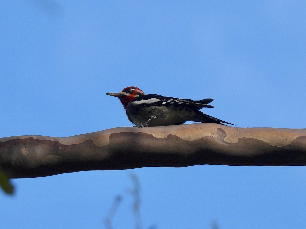 Red-naped Sapsucker - ML647331564