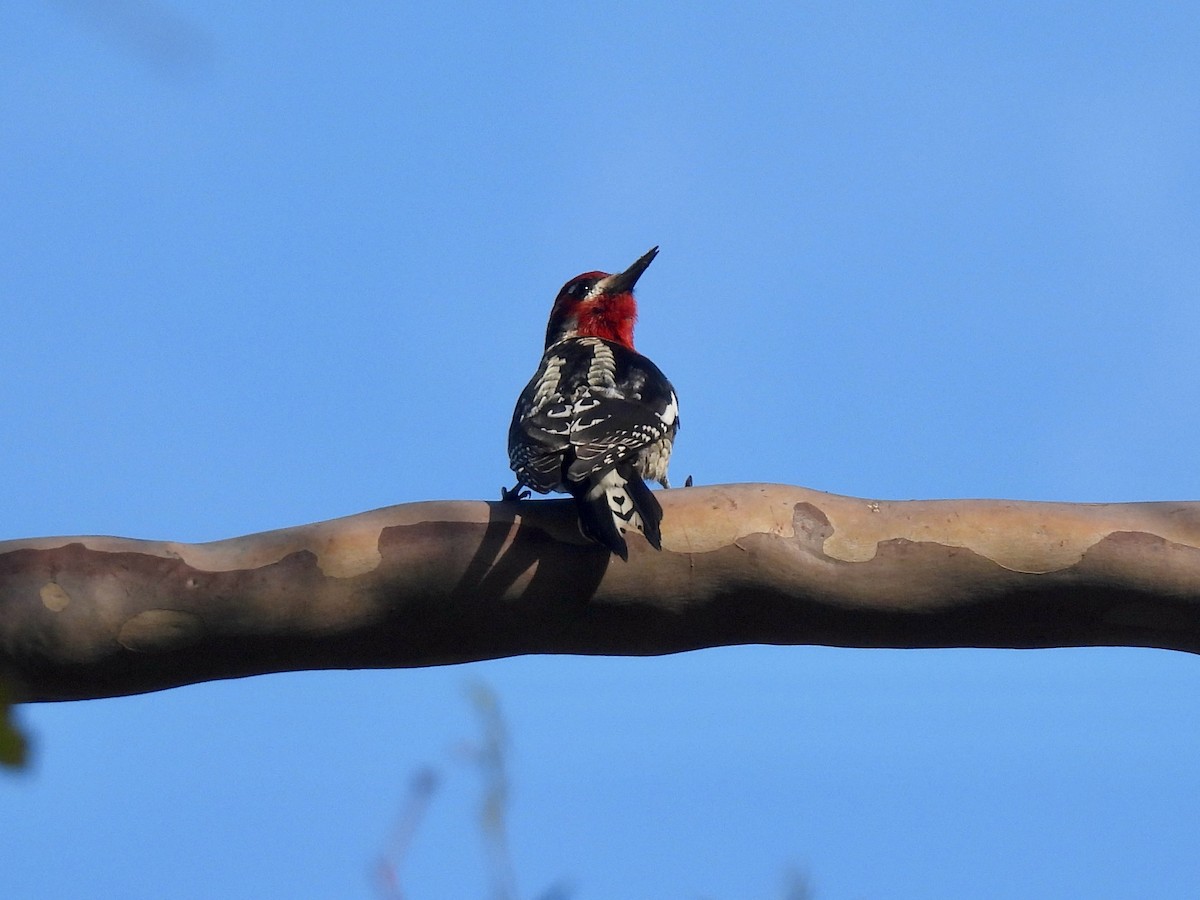 Red-naped Sapsucker - ML647331566
