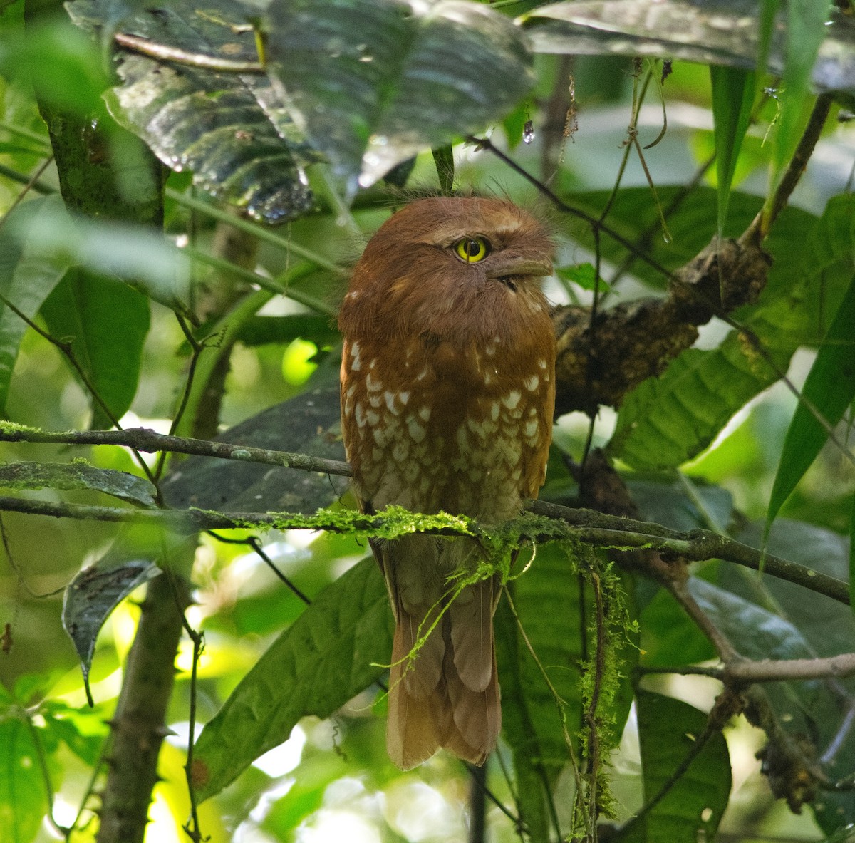 Sumatran Frogmouth - ML647331571