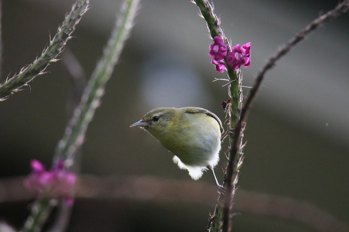 Tennessee Warbler - ML647331576