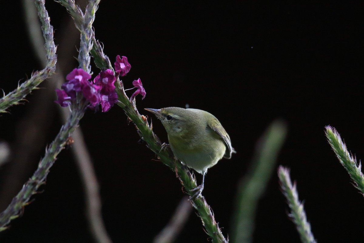 Tennessee Warbler - ML647331577