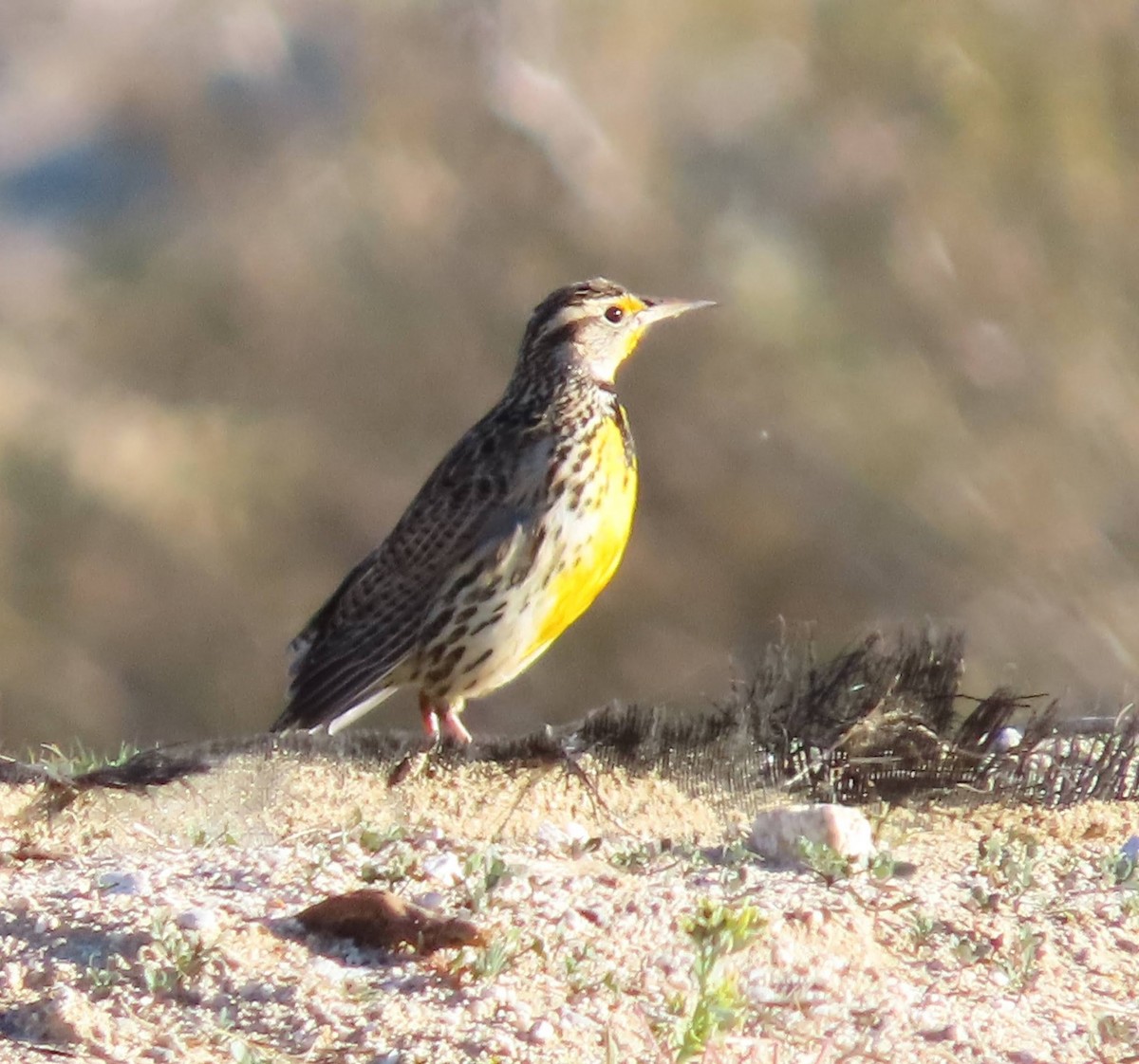 Western Meadowlark - ML647331580