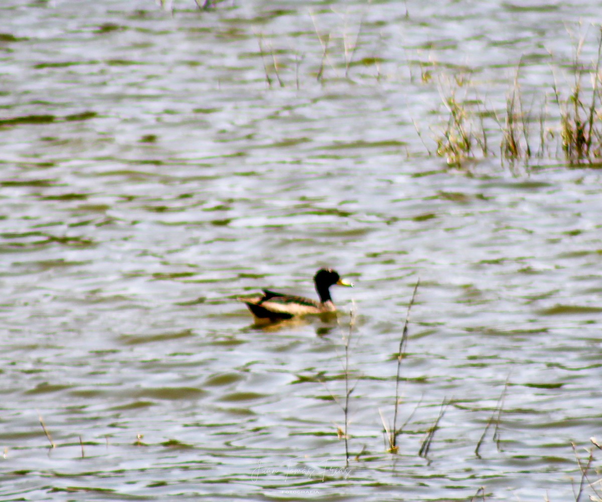 Black-headed Duck - ML647331582