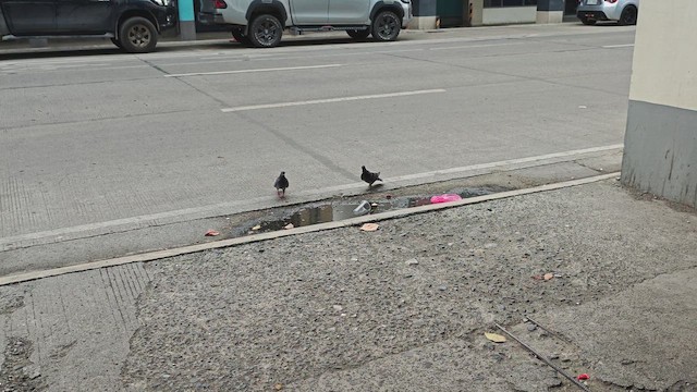 Kaya Güvercini (evcil tip) - ML647331583