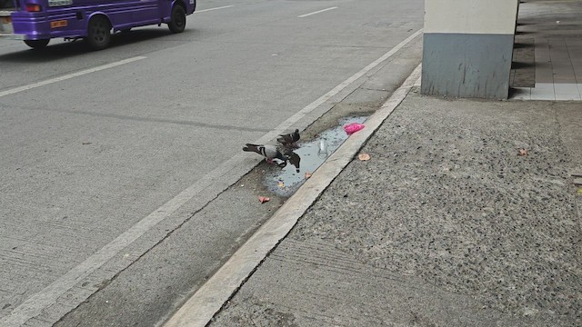 Kaya Güvercini (evcil tip) - ML647331585