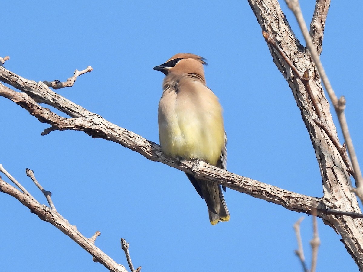 Cedar Waxwing - ML647331587