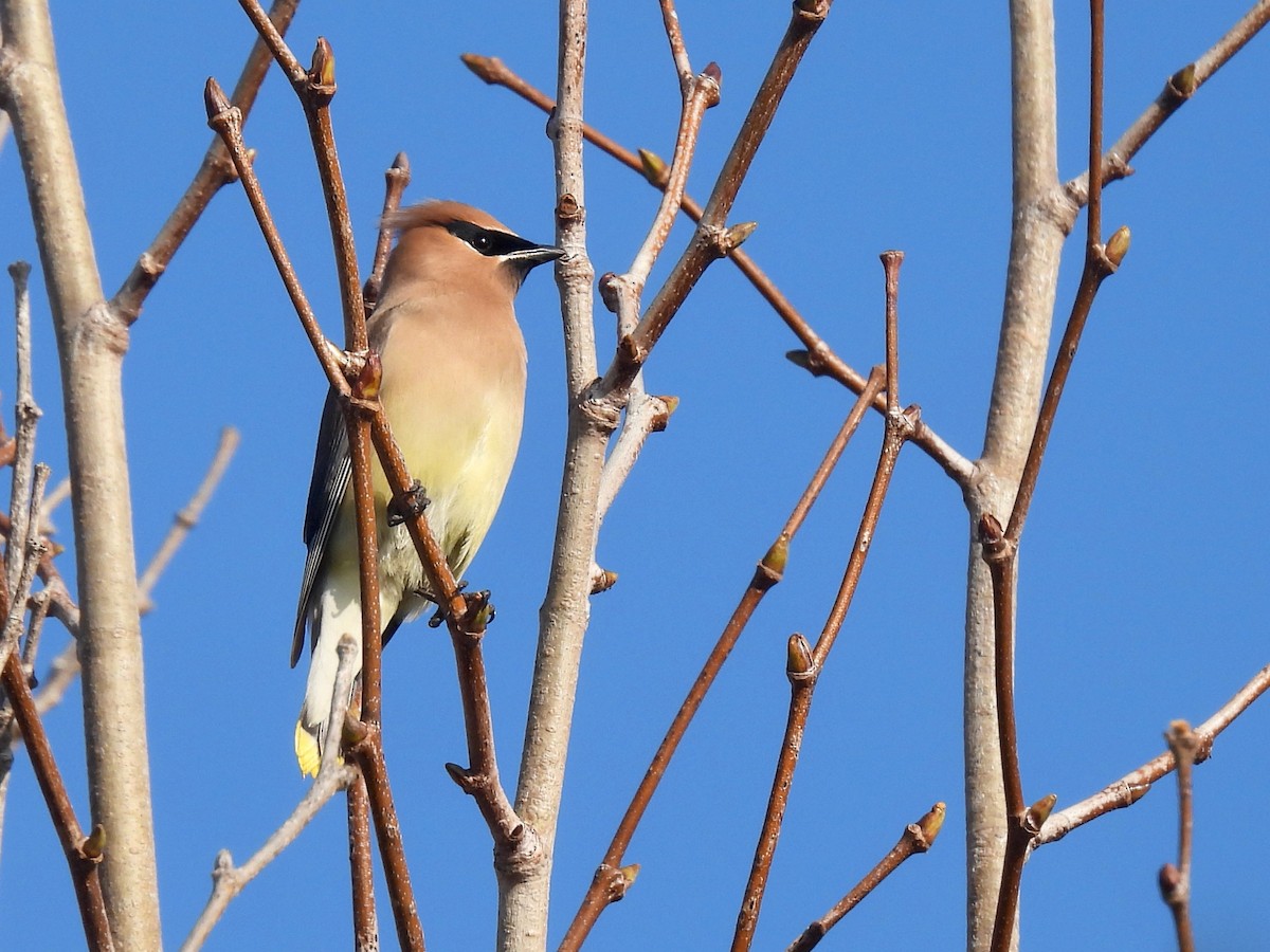 Cedar Waxwing - ML647331589
