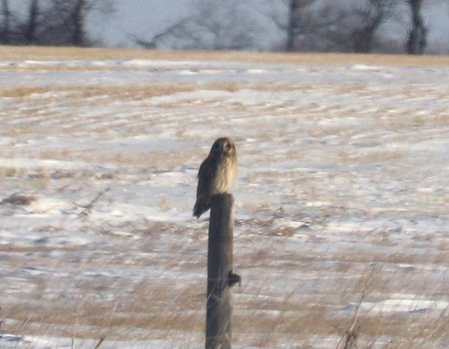 kalous pustovka - ML647331593