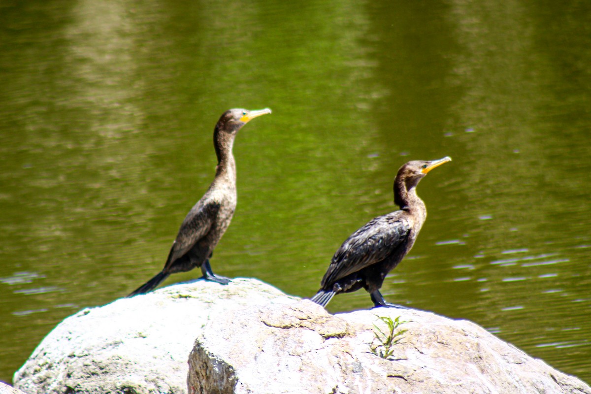 Neotropic Cormorant - ML647331596